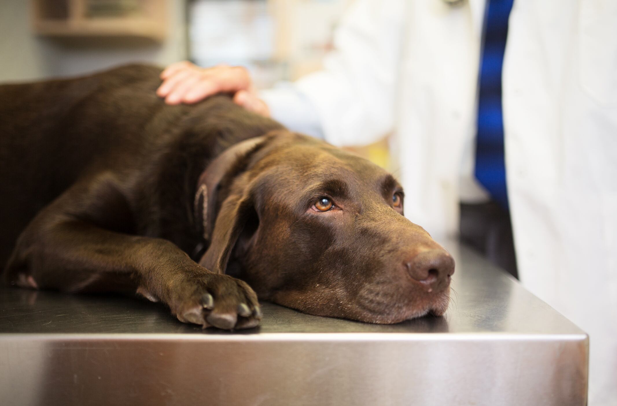 Perro junto a un veterinario (Foto vía Getty Images)