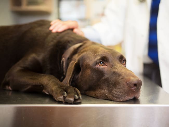Perro junto a un veterinario (Foto vía Getty Images)