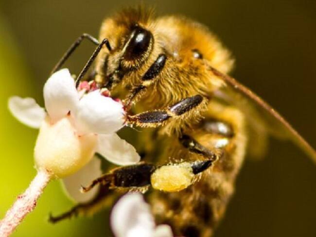 Las abejas están en peligro de desaparecer en Colombia