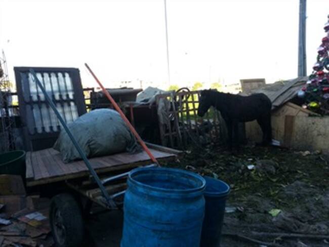 Cientos de carreteros se niegan a entregar sus caballos en Bogotá