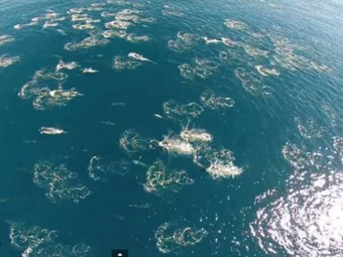 Delfines y ballenas vista desde el aire