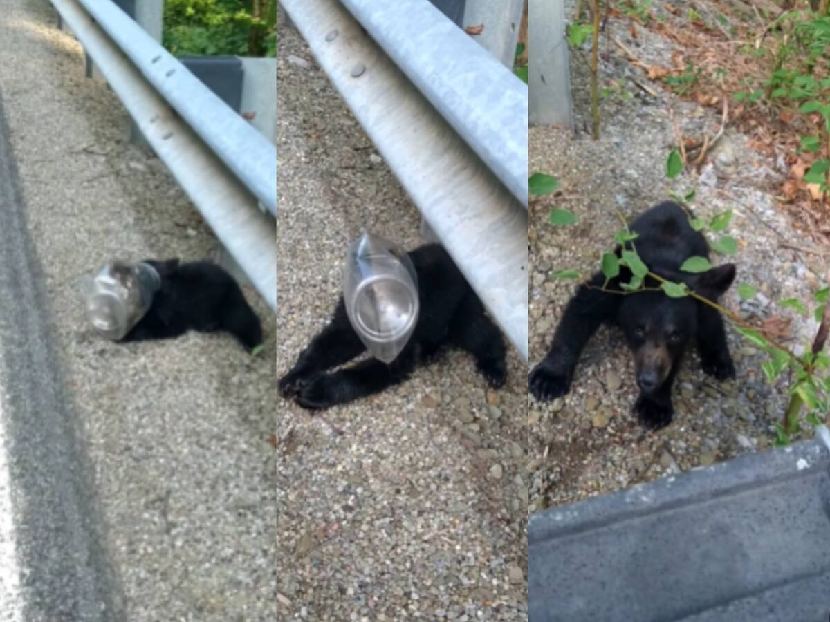 Osezno estuvo atrapado en envase plástico y parecía muerto