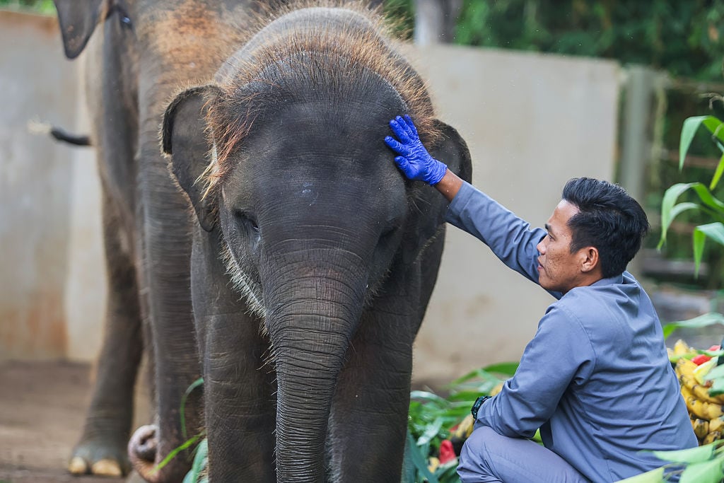 Elefante de Indonesia. Foto: Johannes P. Christo/Anadolu via Getty Images