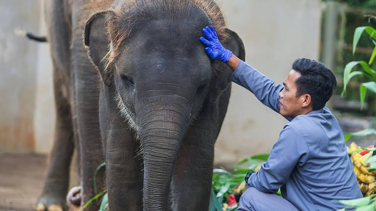 Indonesia, la primera nación en Asia que prohíbe por completo los paseos en elefantes