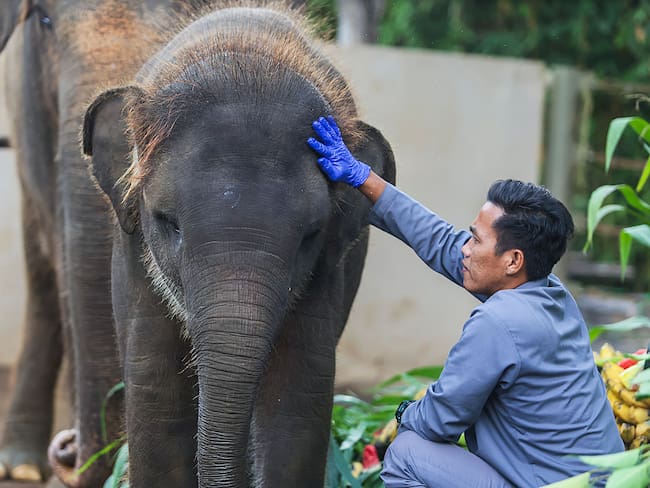 Elefante de Indonesia. Foto: Johannes P. Christo/Anadolu via Getty Images