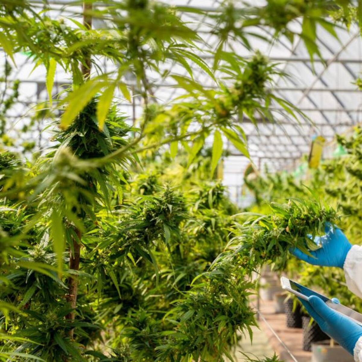 Colombia reglamenta uso industrial del Cannabis