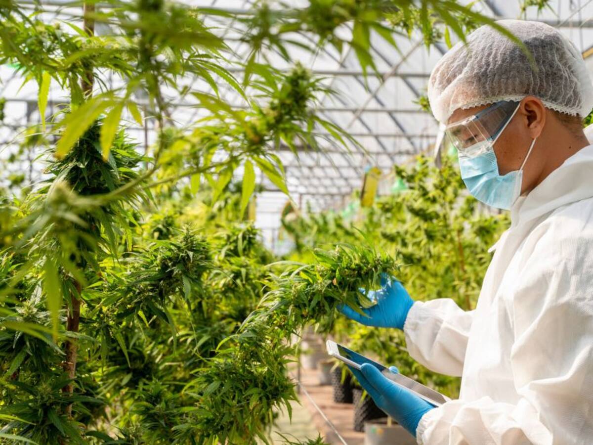Colombia reglamenta uso industrial del Cannabis