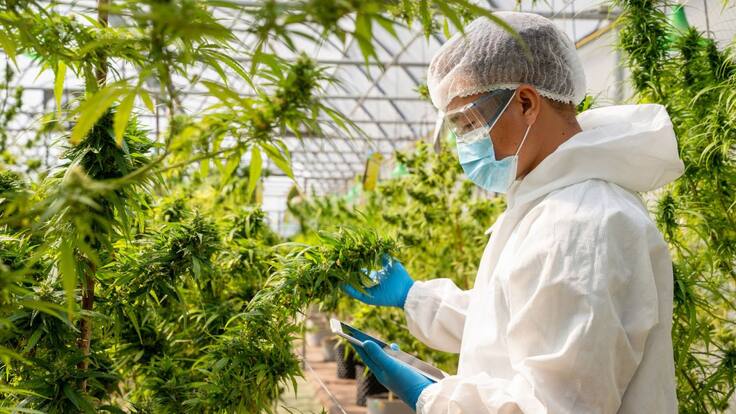 Colombia reglamenta uso industrial del Cannabis