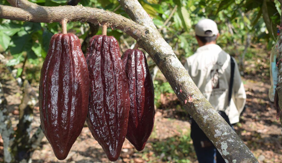 Cacao colombiano.