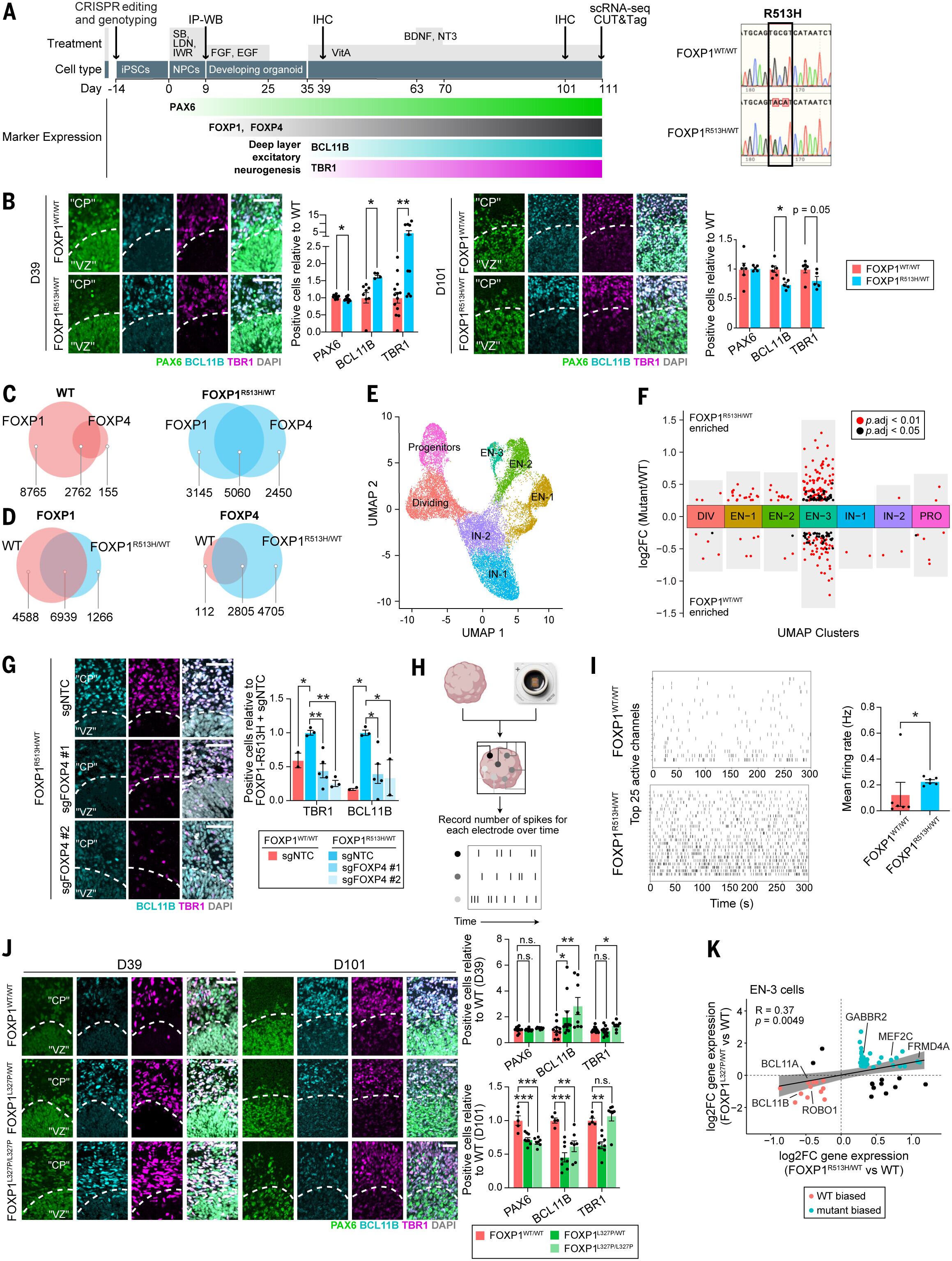 Las variantes hcASD alteran la neurogénesis cortical de las capas profundas en organoides del prosencéfalo.(Foto: Cortesía Science)