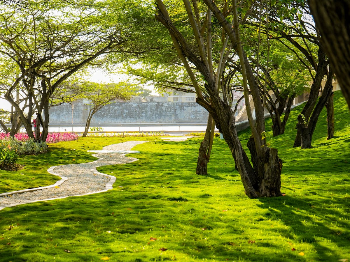 Recuperación de los bajos del puente Román en Manga alcanzó un 70% de avance