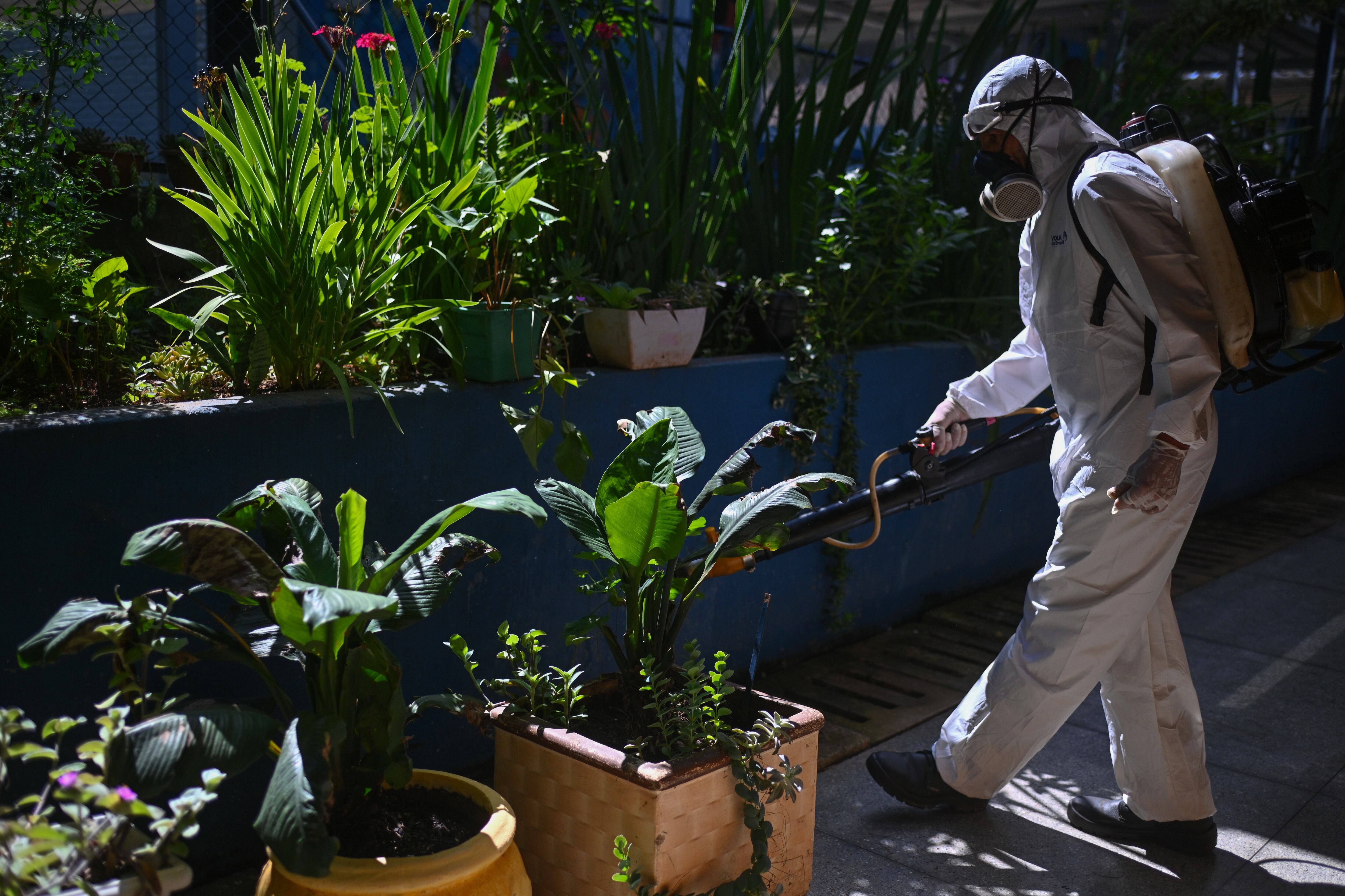 Un trabajador fumiga las plantas al interior de una escuela para prevenir la proliferación del mosquito transmisor del dengue. EFE/ André Borges