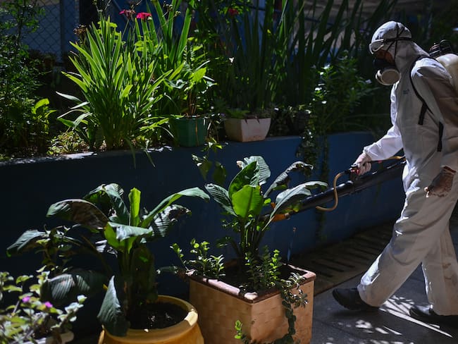 Un trabajador fumiga las plantas al interior de una escuela para prevenir la proliferación del mosquito transmisor del dengue. EFE/ André Borges