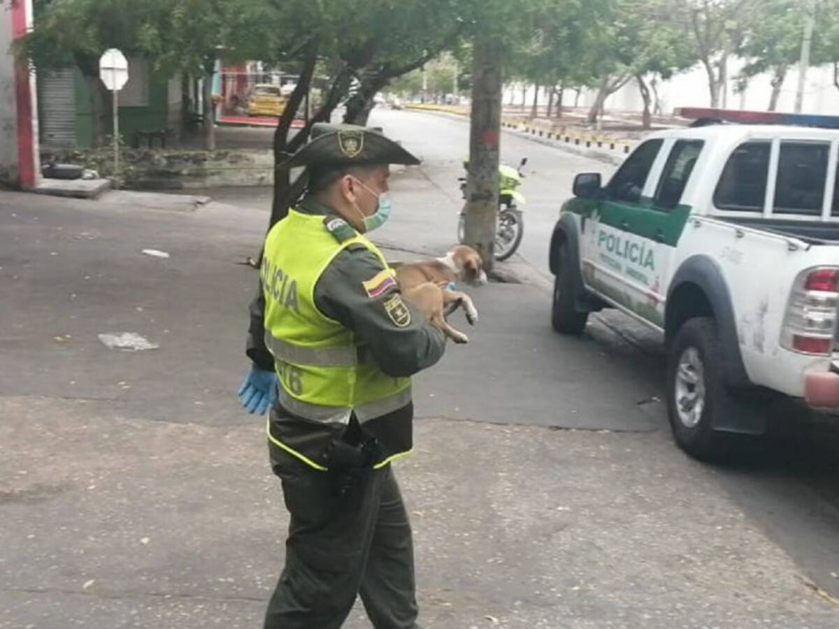 Rescatan a tres cachorros encerrados desde el inicio de la cuarentena