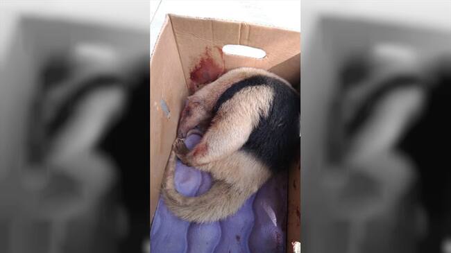 Se trata de una hembra adulta de oso hormiguero que tiene un machetazo en la cabeza y otra en el hombro. Foto: Corpocaldas