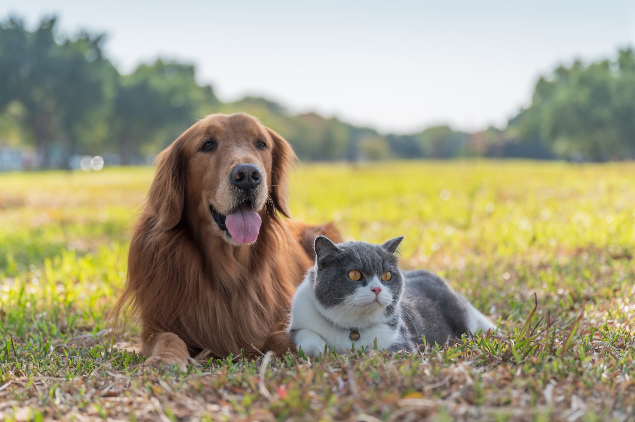 Perro y gato acostados en el césped (Foto vía Getty Images)