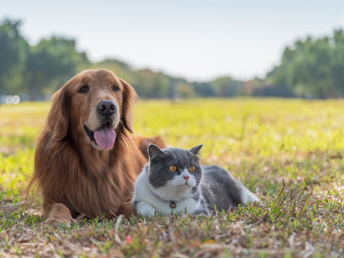 Por qué los gatos suelen vivir más que los perros, ¿existen excepciones?