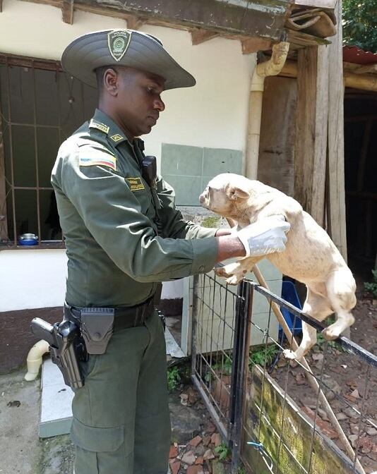 Perros rescatados- foto policía Metropolitana