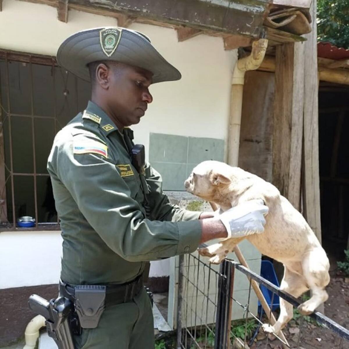 La policía rescató a 16 perritos de un criadero ilegal de Sabaneta