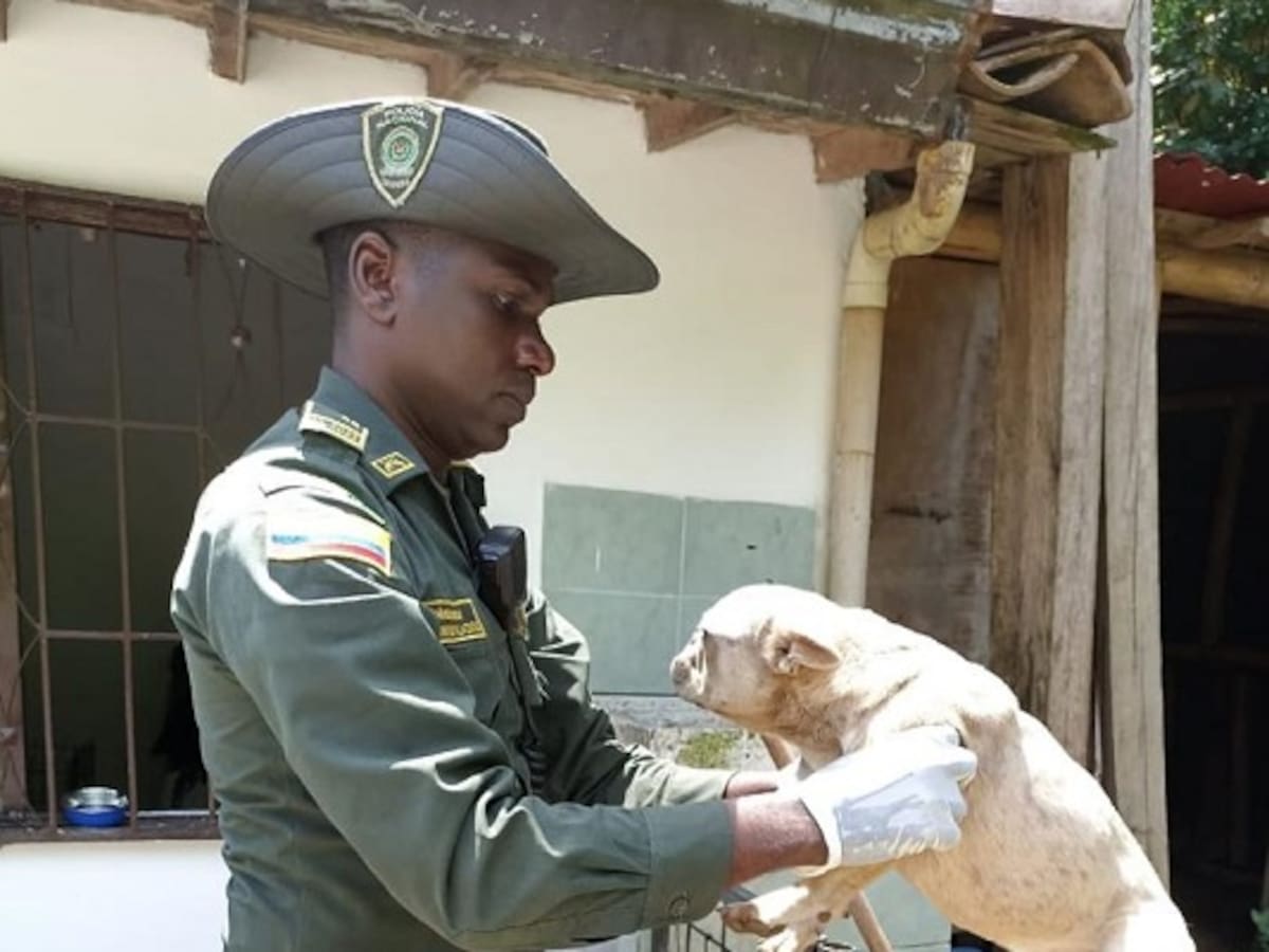 La policía rescató a 16 perritos de un criadero ilegal de Sabaneta