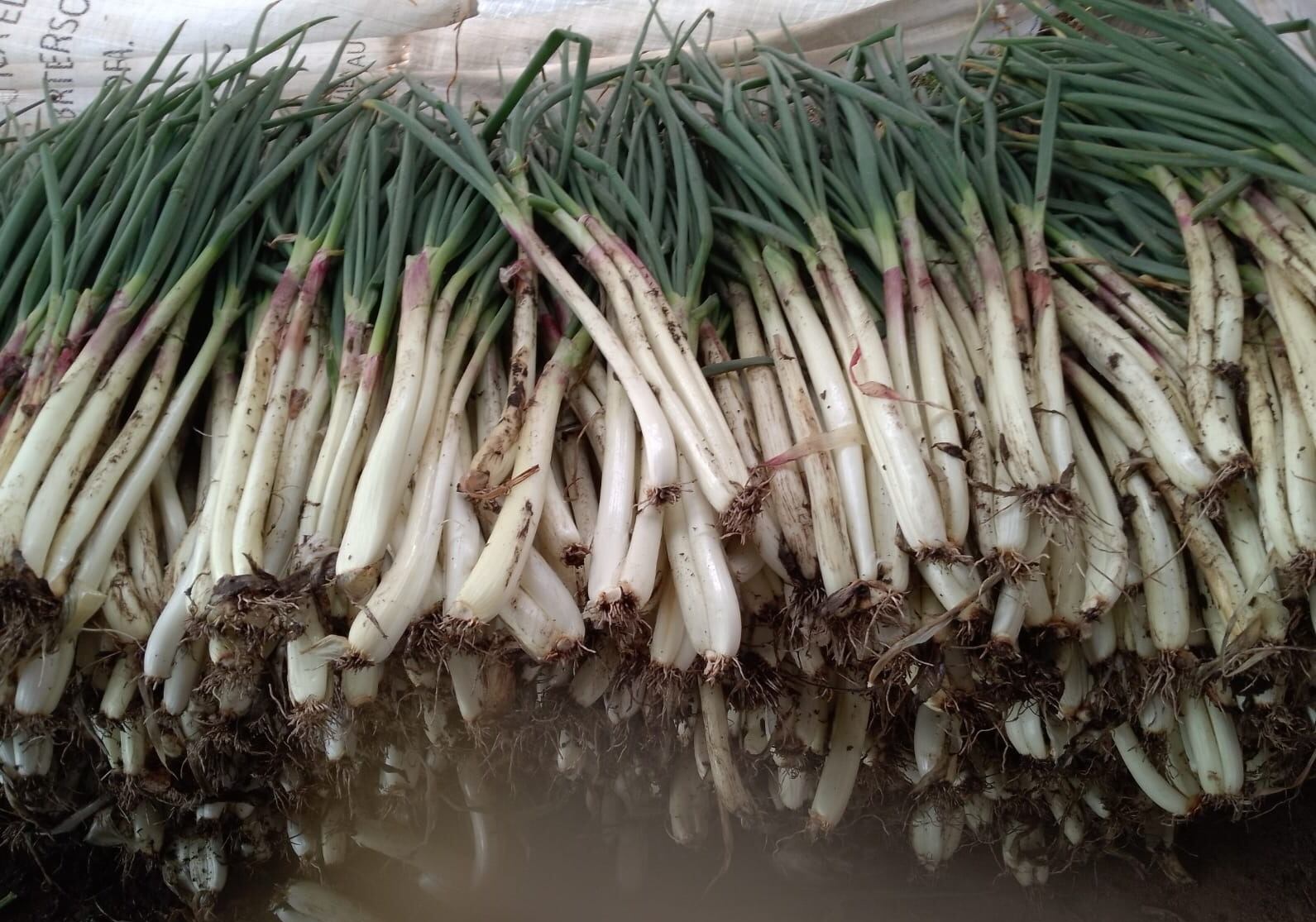 Cebollatón en Bucaramanga