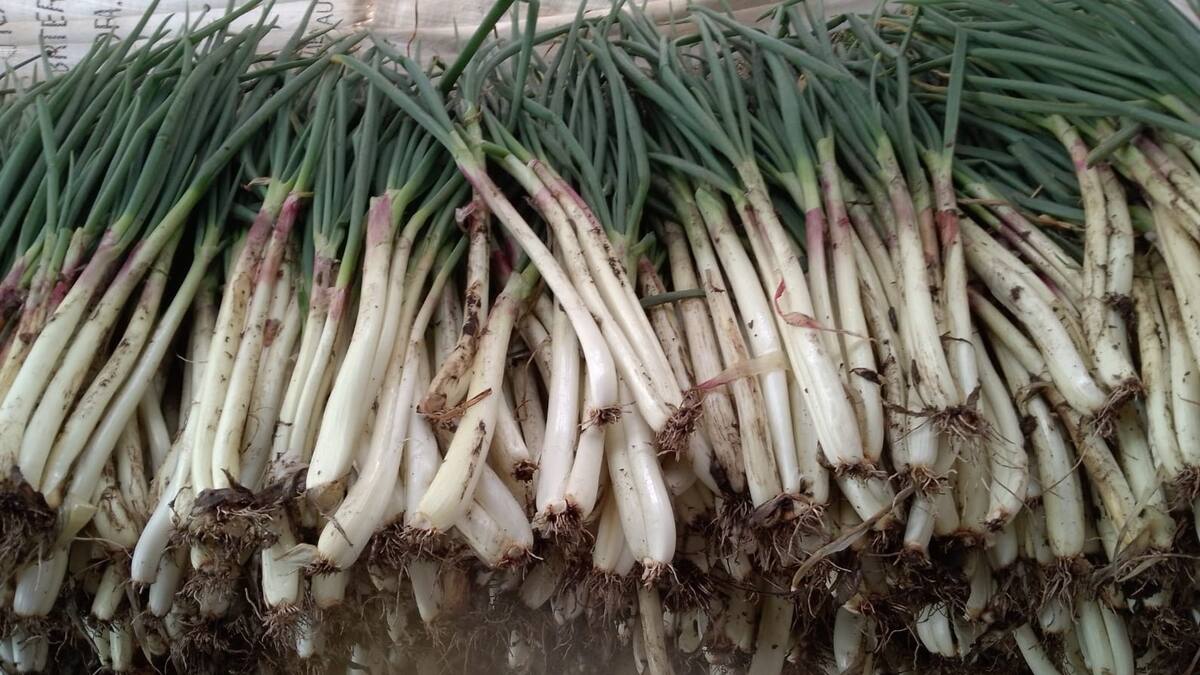 Gobierno busca una solución a la crisis que afrontan los productores de cebolla