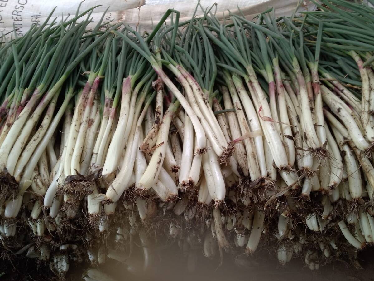 Gobierno busca una solución a la crisis que afrontan los productores de cebolla