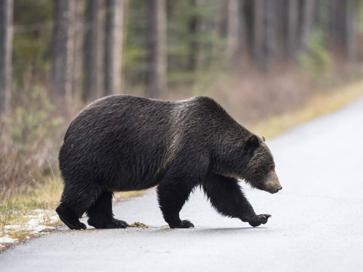 Se reporta primer registro de apareamiento de Osos de Anteojos