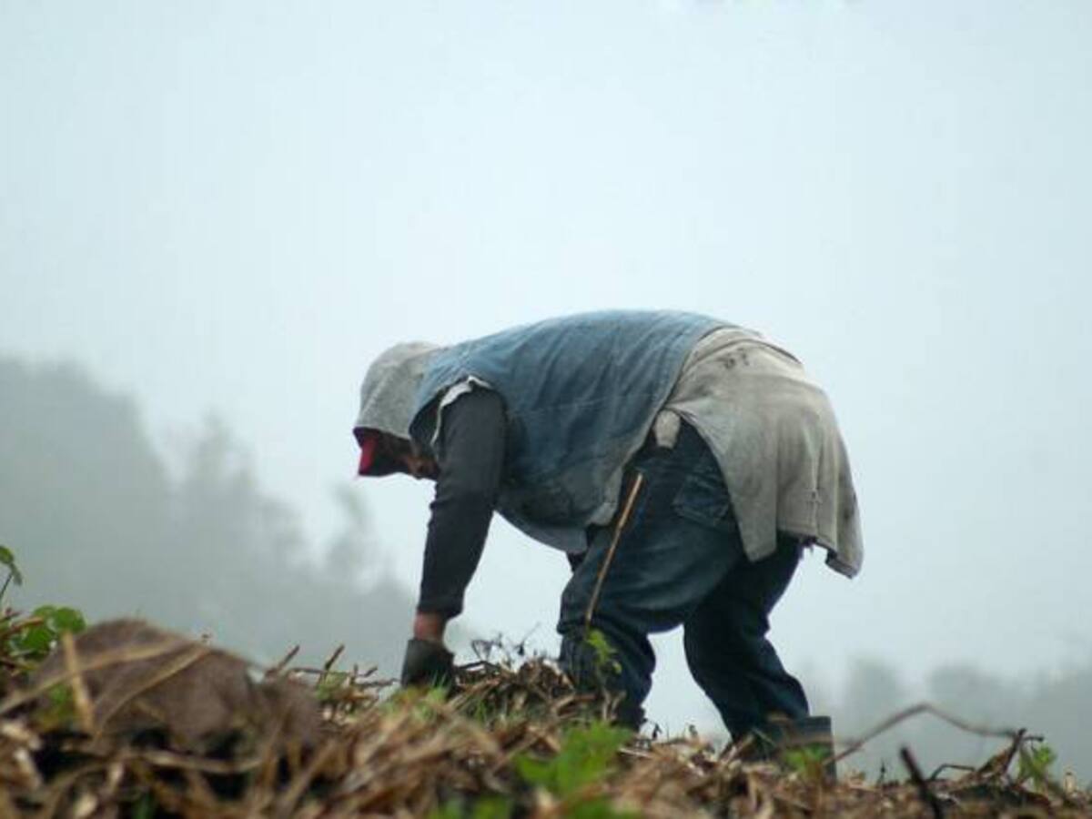 Las lluvias se mantendrán en niveles normales para el campo