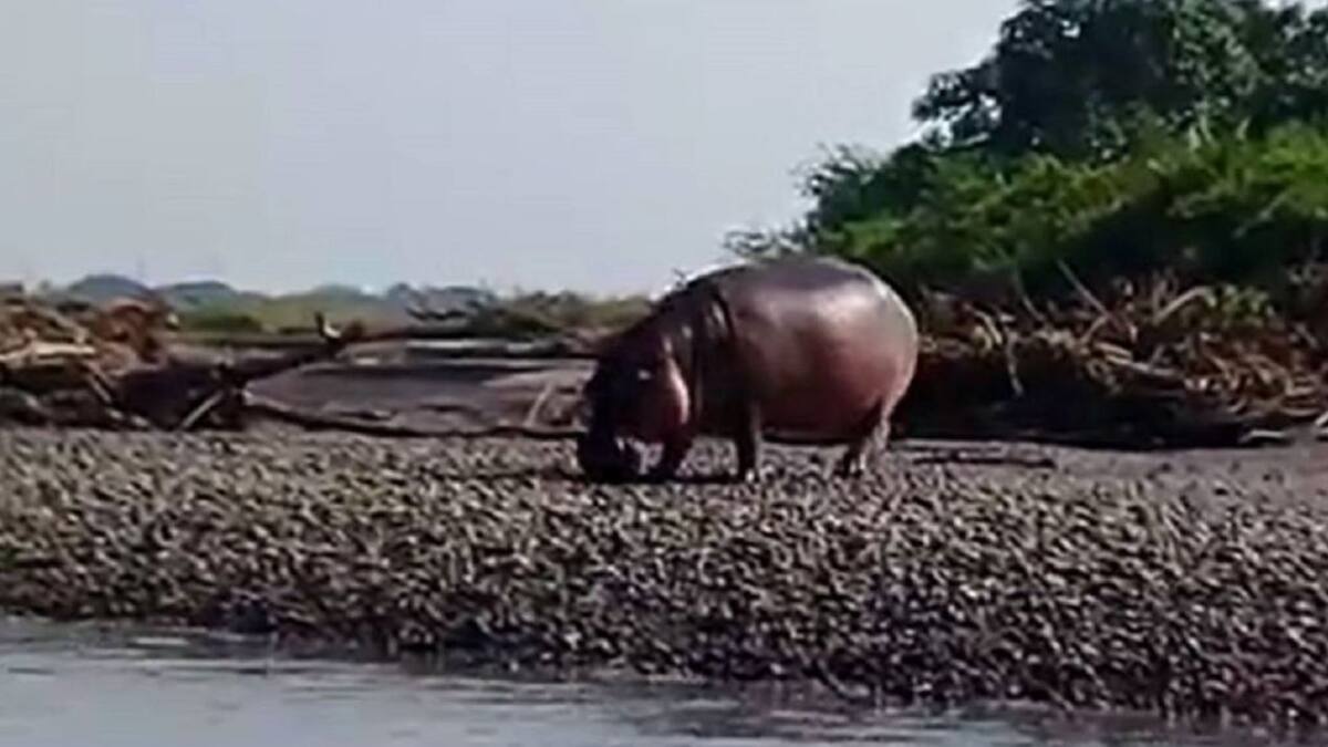 De nuevo un hipopótamo ingreso a un caserío en Puerto Triunfo