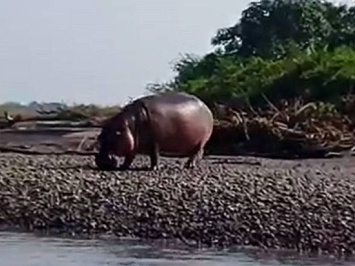 De nuevo un hipopótamo ingreso a un caserío en Puerto Triunfo