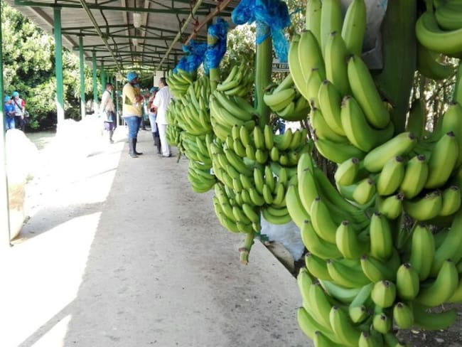 Sector bananero colombiano creció en 2018