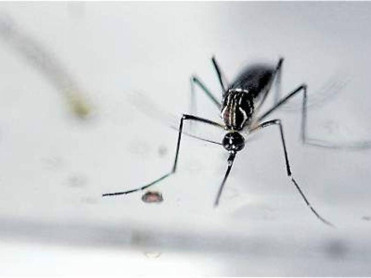 Cundinamarca: Alerta máxima por brote de dengue en municipios del departamento