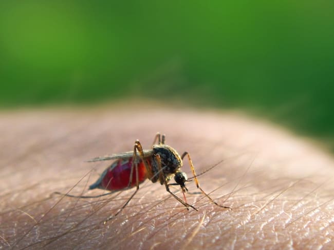 MinSalud pide no descuidar la prevención contra la Malaria