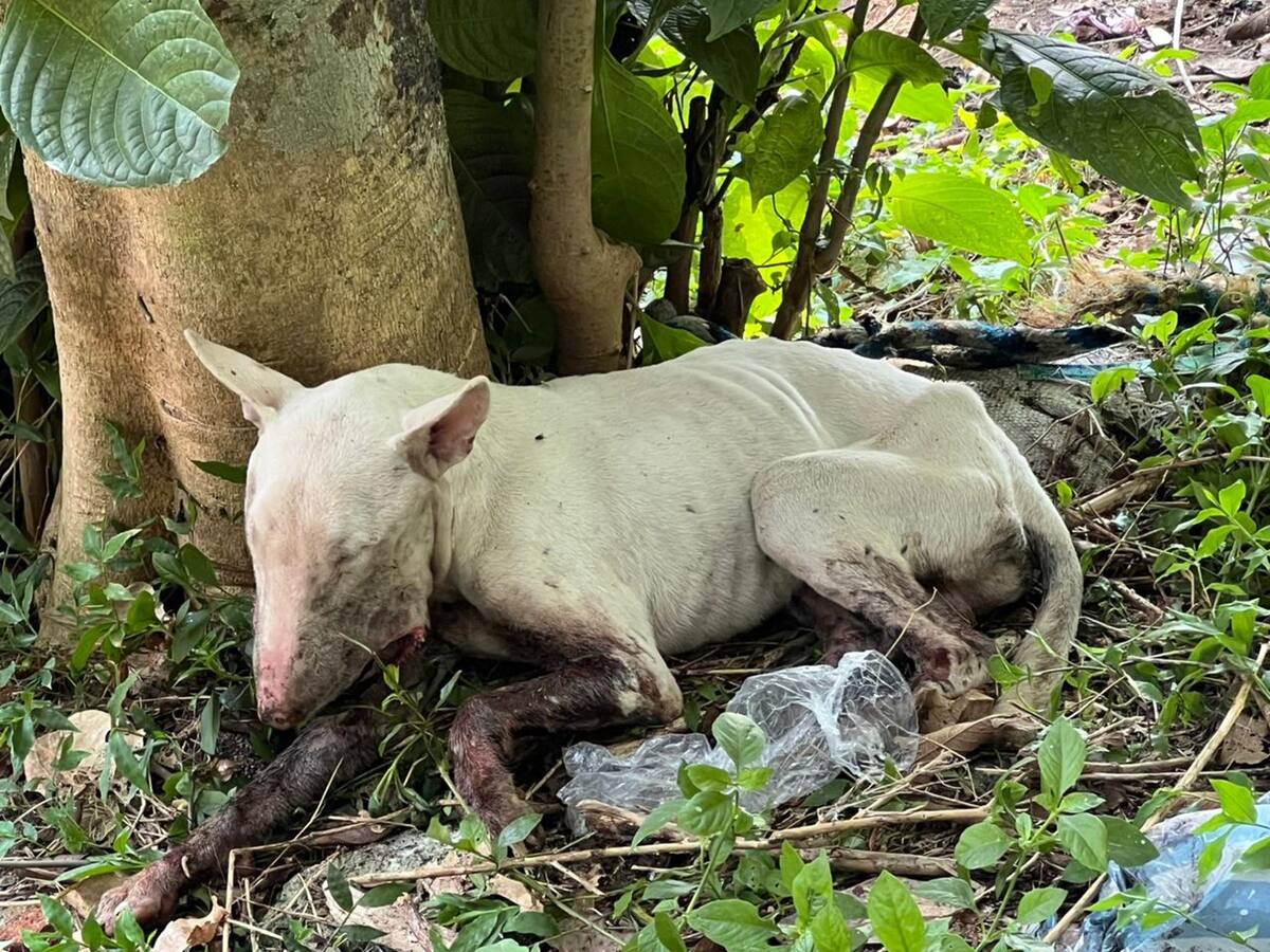 Ofrecen recompensa por responsables de terrible caso de maltrato animal en Ibagué