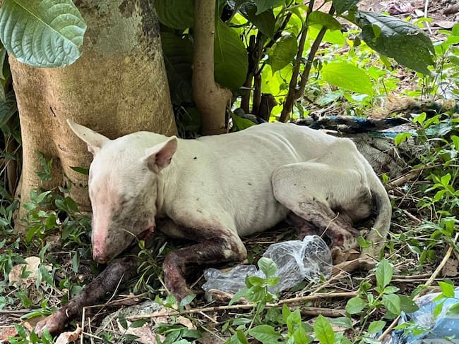 Perro de raza Bull Terrier abandonado en Ibagué