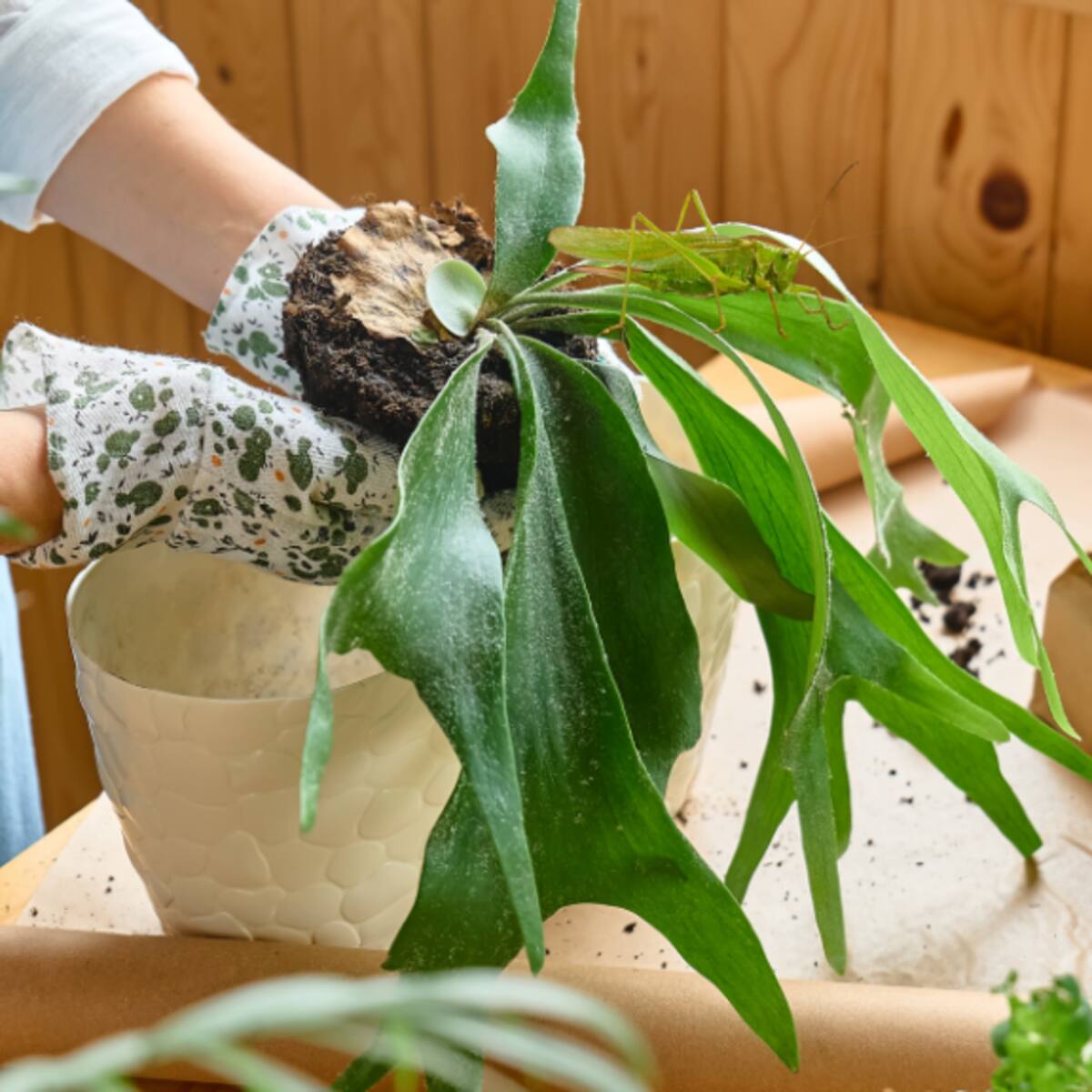 5 usos medicinales de la planta ‘cachos de venado’: Laxante y otras cualidades, según expertos