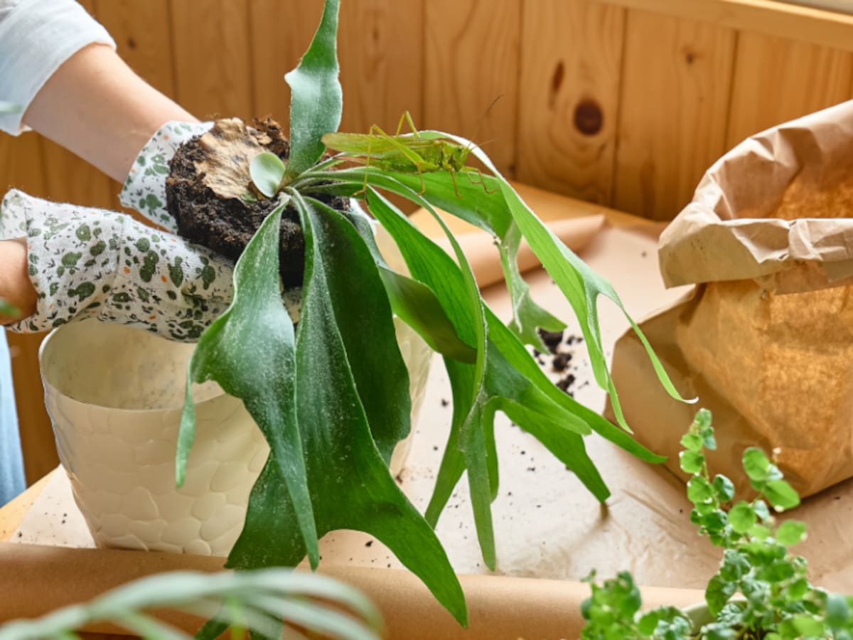 5 usos medicinales de la planta ‘cachos de venado’: Laxante y otras cualidades, según expertos