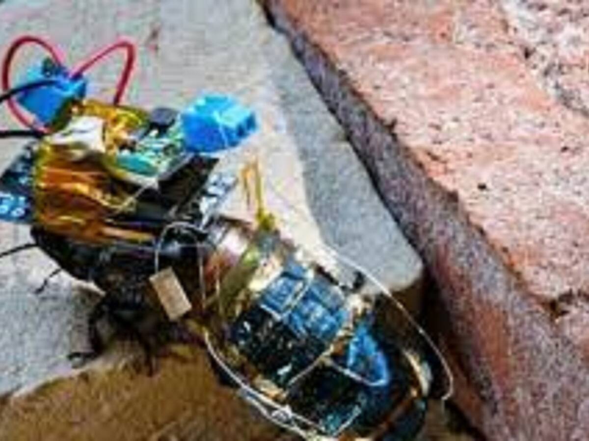 ¡Asombroso! Científicos convirtieron cucarachas en cyborgs para ayudar a humanidad