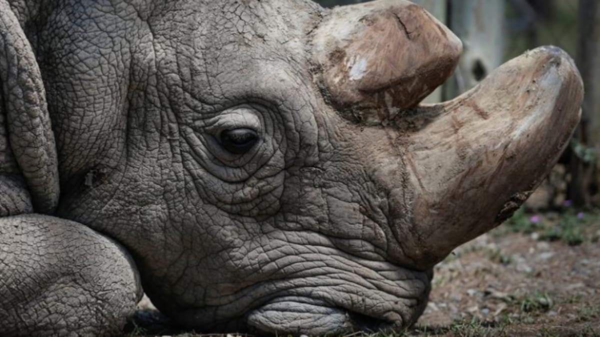Muere "Sudan" el último rinoceronte blanco macho que quedaba en el mundo