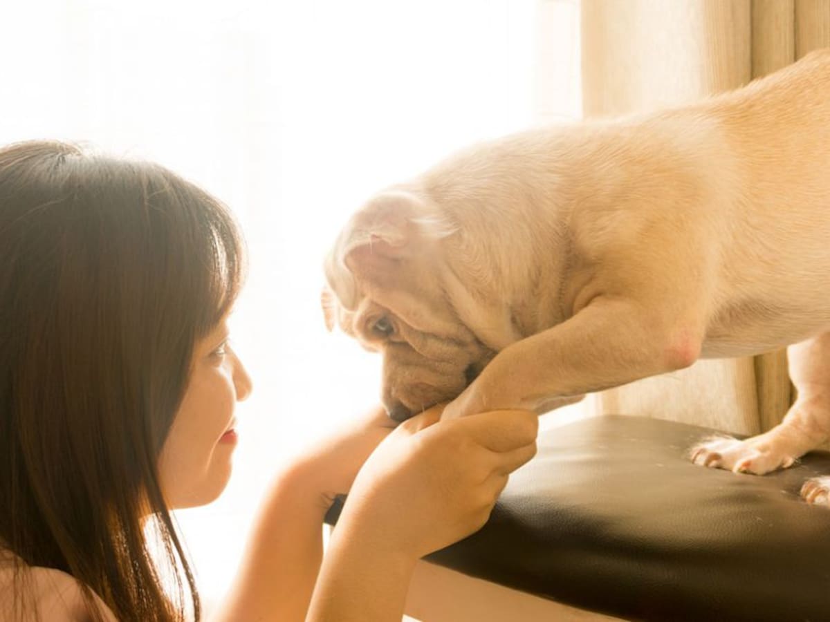 ¿Qué pasa si los dueños maltratan a su mascota, deben mantener la custodia?
