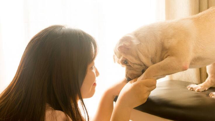 ¿Qué pasa si los dueños maltratan a su mascota, deben mantener la custodia?