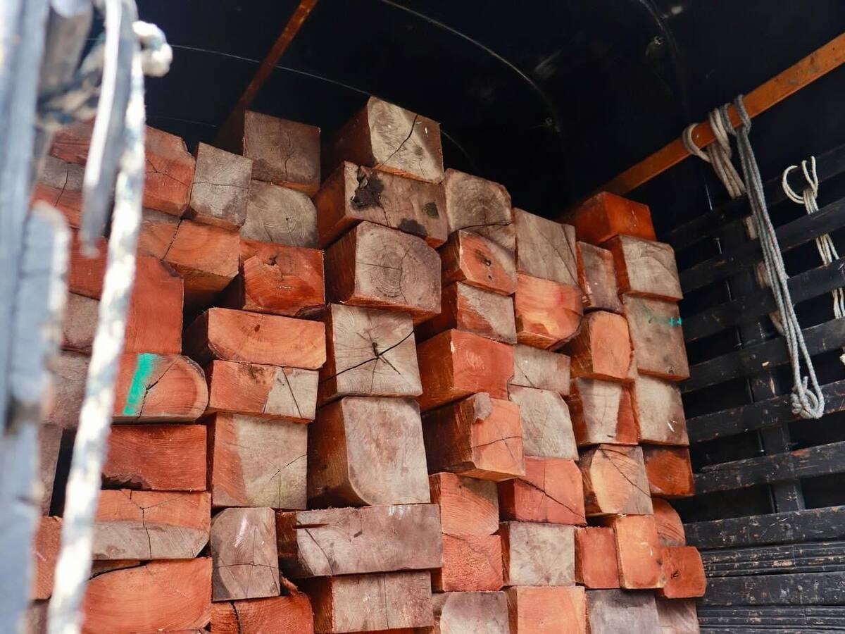 La Carder decomisó camiones que transportaban Cedro Rosado y Algarrobo sin salvoconductos