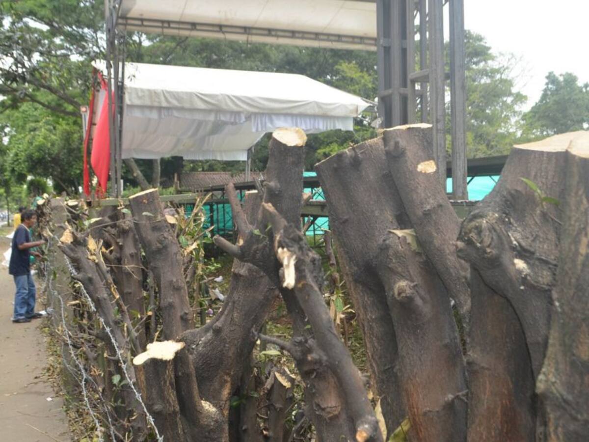 Montes de María, entre las zonas más afectadas por la deforestación