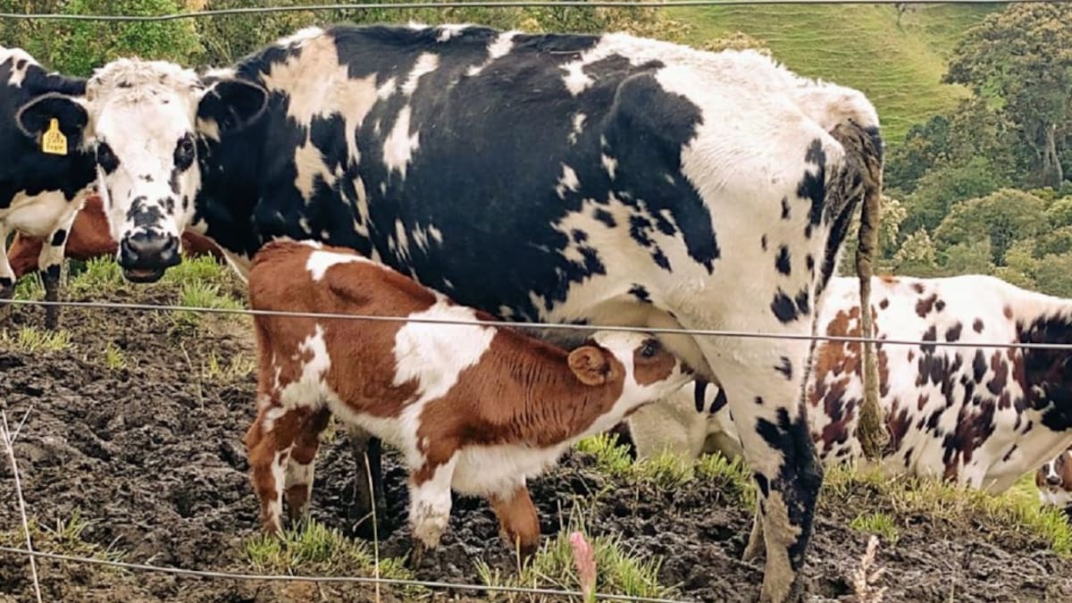 Productores de leche en Caldas en grave crisis por los bloqueos viales