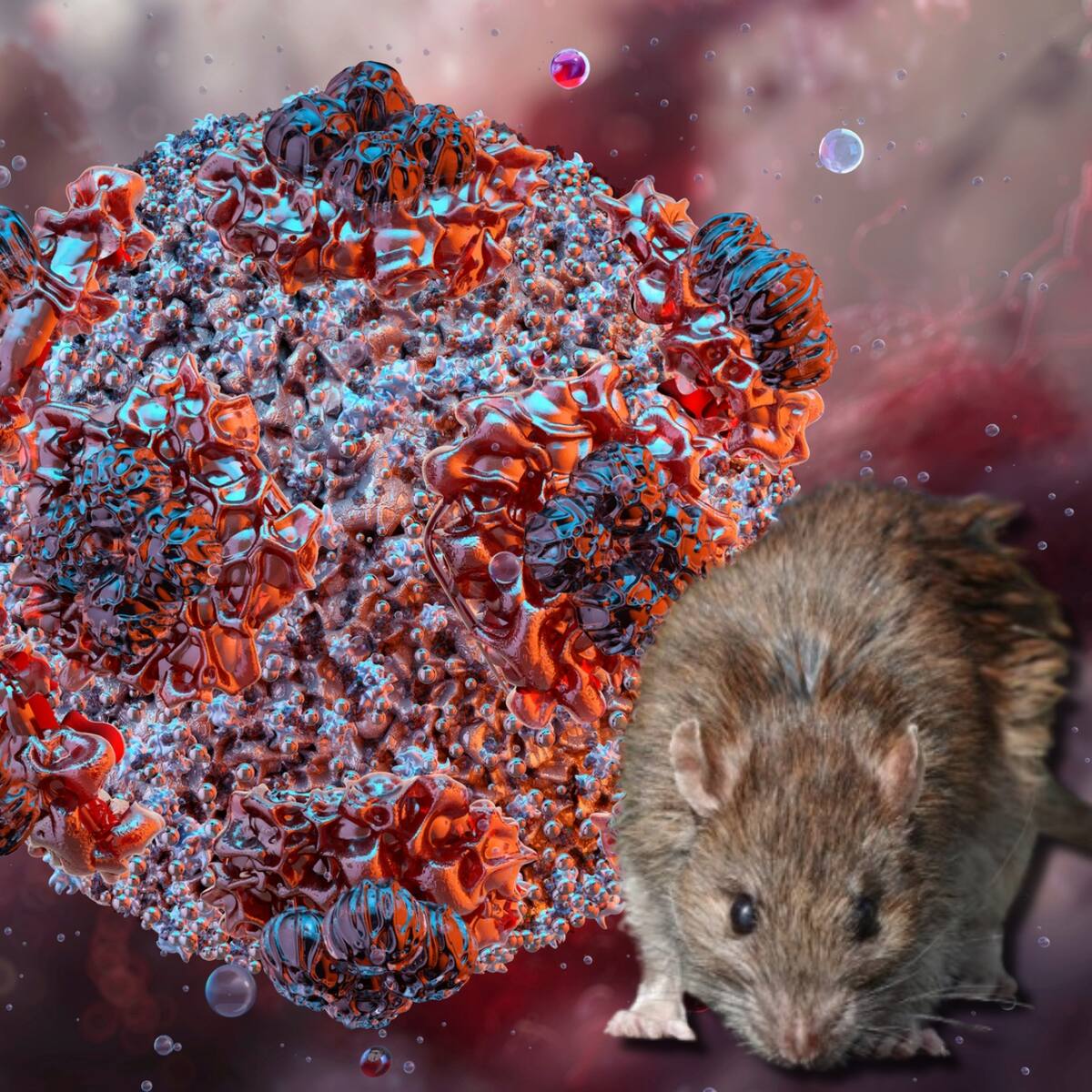 Qué es el hantavirus, síntomas de alerta y cómo se transmite: ¿existe cura, según la OMS?