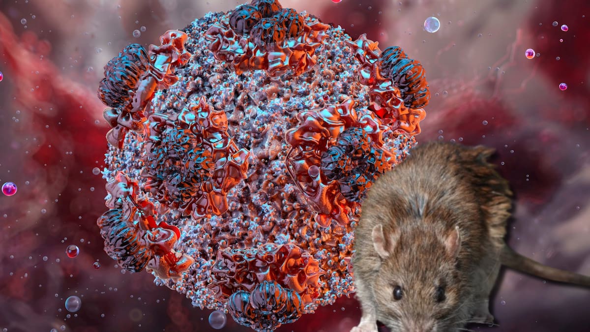 Qué es el hantavirus, síntomas de alerta y cómo se transmite: ¿existe cura, según la OMS?