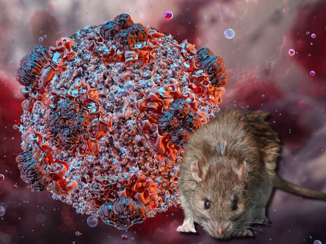 Imagen de referencia virus y ratón. Foto: Getty Images