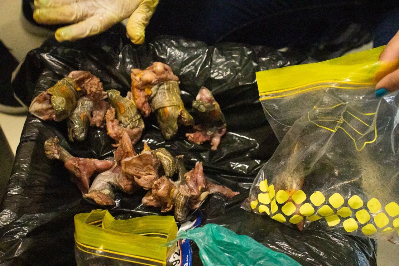 Carne de fauna silvestre. Foto: Cortesía Cornare.