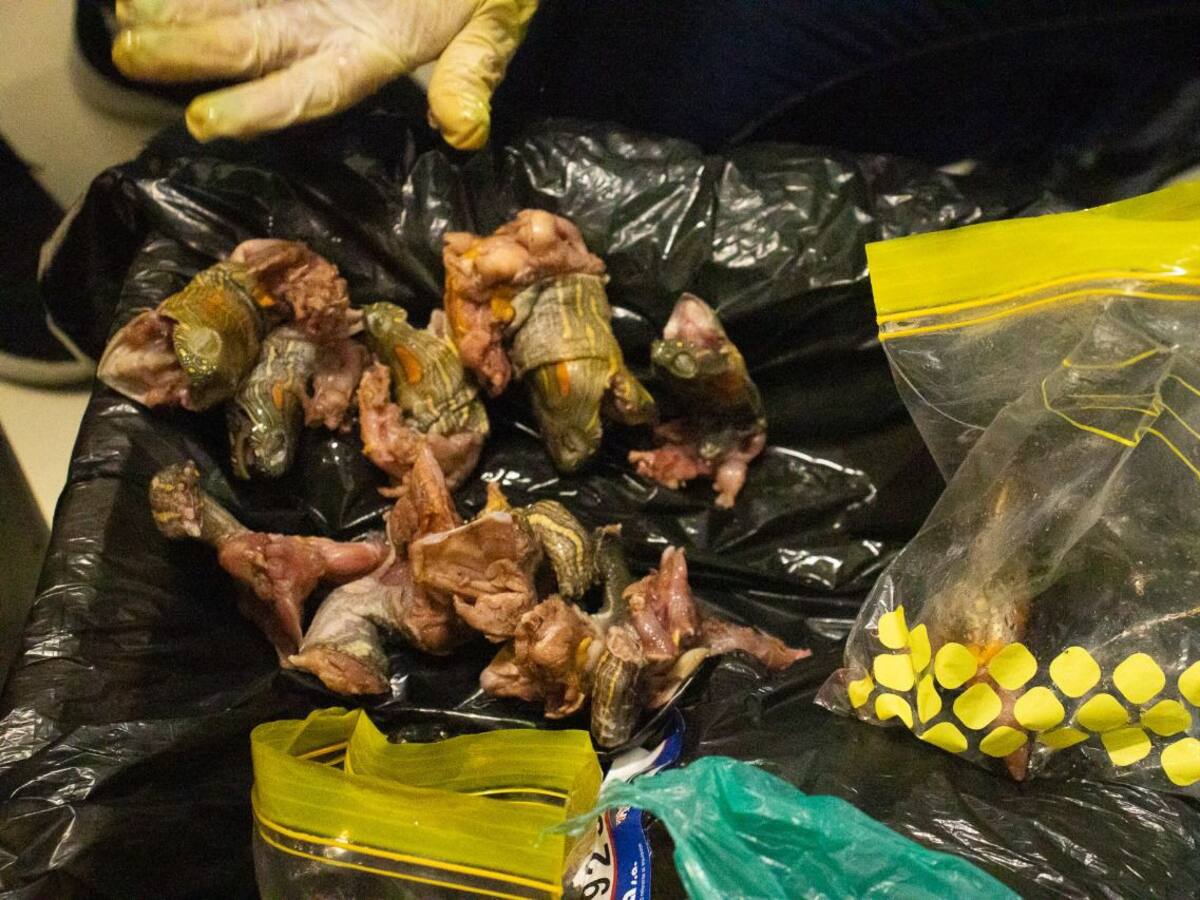 Decomisaron carne de tortuga y babilla en operativo contra el tráfico de fauna silvestre